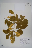 藏品(蘭嶼山柑)的圖片