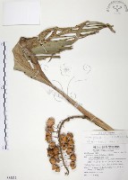 藏品(月桃、艷山姜、玉桃)的圖片