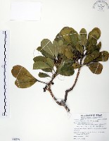 藏品(假三腳虌)的圖片