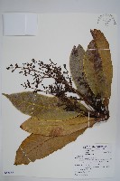 藏品(臺東漆樹)的圖片