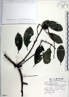 藏品(黃心柿)的圖片