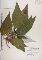 藏品(蘭嶼水絲麻)的圖片