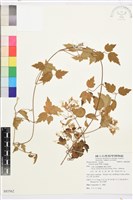 藏品(串鼻龍)的圖片