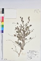 藏品(紅仔珠)的圖片