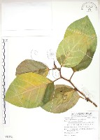 藏品(大冇榕、稜果榕)的圖片