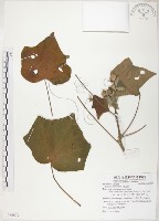 藏品(山芙蓉、臺灣山芙蓉、狗頭芙蓉)的圖片