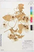 藏品(田代氏鐵線蓮)的圖片