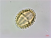 藏品(食茱萸)的圖片