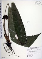 藏品(船子草、船仔草)的圖片