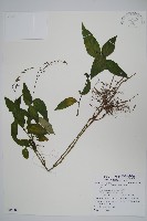 藏品(針刺草)的圖片