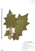 藏品(羊不食、毛茄)的圖片