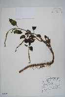 藏品(狗尾草)的圖片