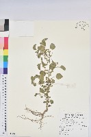 藏品(鐵莧菜)的圖片