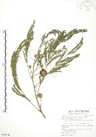 藏品(銀合歡)的圖片