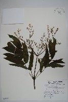 藏品(冇骨消)的圖片