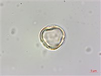 藏品(蘭嶼秋海棠)的圖片