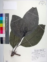 藏品(皮孫木)的圖片