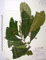 藏品(食用樓梯草)的圖片