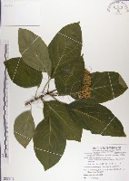 藏品(青脆枝)的圖片