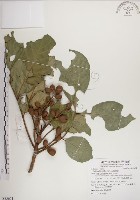 藏品(大葉樹蘭)的圖片