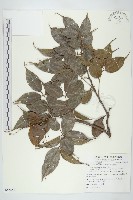 藏品(紅葉藤)的圖片