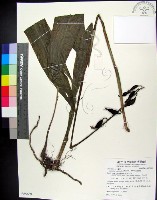 藏品(白鶴蘭)的圖片