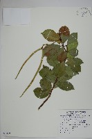 藏品(蘭嶼絡石)的圖片