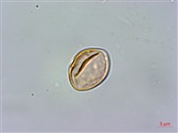 藏品(菲律賓扁葉芋、蘭嶼扁葉芋)的圖片