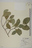 藏品(日本賽衛矛、日本假衛矛)的圖片