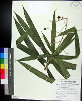 藏品(番仔林投)的圖片