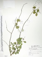 藏品(飛龍掌血)的圖片