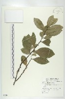 藏品(黃心柿)的圖片