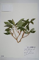 藏品(蘿芙木)的圖片