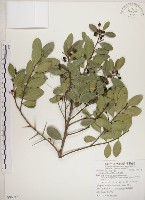 藏品(魯花樹)的圖片