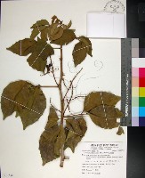 藏品(止宮樹)的圖片