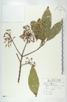 藏品(猴歡喜)的圖片