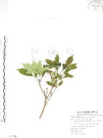 藏品(天仙果、臺灣榕)的圖片