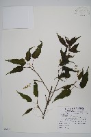 藏品(大屯尖葉槭, 川上氏槭)的圖片