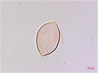 藏品(狹葉七葉一枝花、狹葉重樓)的圖片