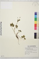 藏品(辣子草、揚子毛茛)的圖片