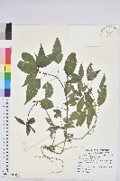 藏品(山靛)的圖片