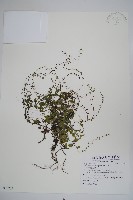 藏品(附地菜)的圖片