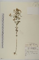 藏品(野茼蒿)的圖片