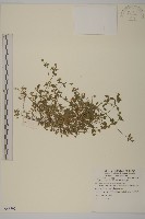 藏品(繁縷)的圖片