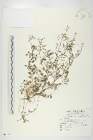 藏品(台灣碎米薺)的圖片