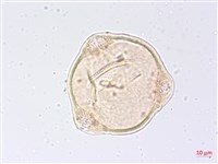 藏品(黑龍江柳葉菜)的圖片