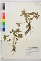 藏品(辣子草、揚子毛茛)的圖片