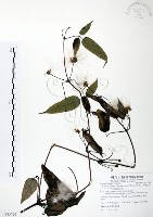 藏品(森氏鐵線蓮)的圖片