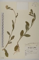 藏品(日本假蓬)的圖片