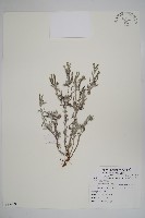 藏品(伏毛天芹菜)的圖片